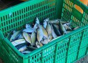 Cuaca Buruk, Pemicu Naiknya Harga Ikan di Gorontalo
