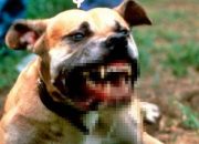 Digigit Anjing Rabies, Ini Pertolongan Pertama yang Wajib Dillakukan