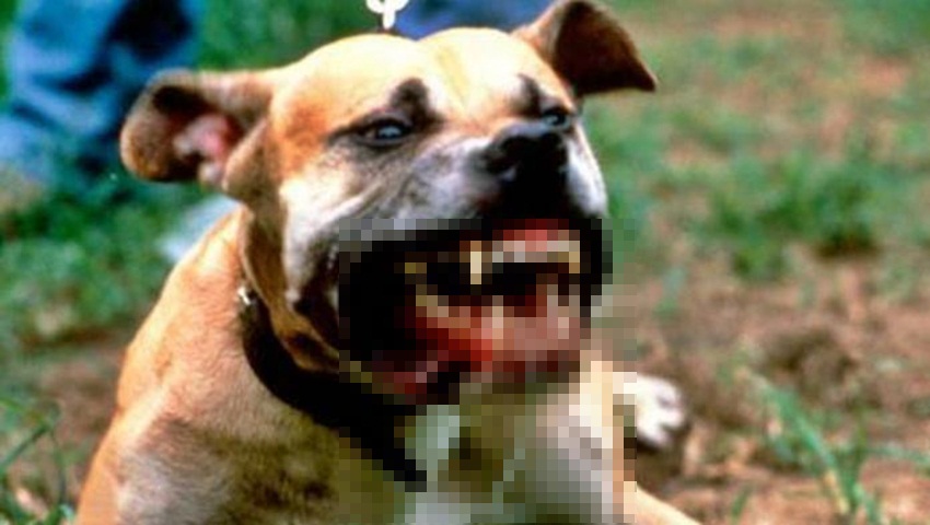 Rabies