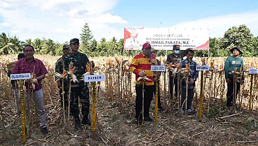 panen jagung