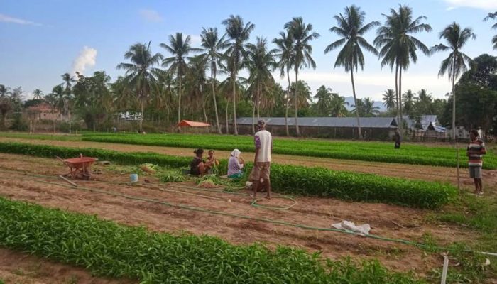 Pasokan Air Berkurang, Petani Sayur di Bone Bolango Menjerit