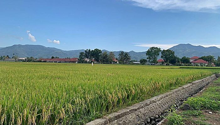 Pasokan Air Minim, Petani Was-was dengan Kualitas Panen