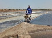 Harga Garam Anjlok Gegara Musim Kemarau Panjang
