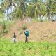 Petani Cabai