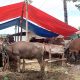 Stok Sapi Kurban di Bone Bolango Mulai Menipis, Harga Tetap Normal