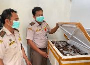Balai Karantina Gorontalo Amankan Puluhan Ekor Tikus Tanpa Dokumen
