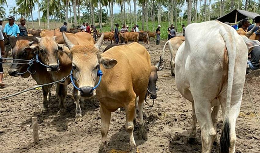 Jelang Idul Adha, Dinas Peternakan dan Keswan Diminta Perketat Pengawasan Hewan