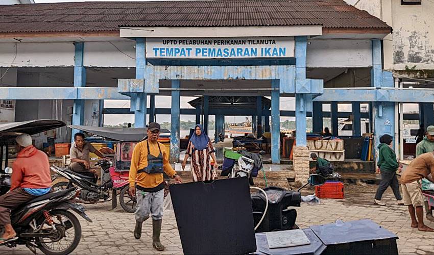 Harga Turun, Ikan Batu Masih jadi Primadona di Pelelangan Tilamuta