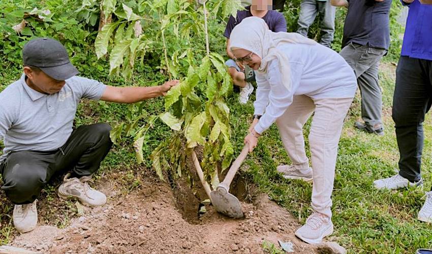 Merlan Tanam Pohon Tabebuya di Danau Perintis, Upaya Mempercantik Destinasi Wisata Unggulan