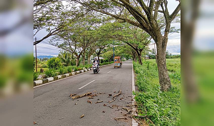 Ranting Lapuk Berserakan di Ruas Jalan Desa Helumo Bonbol Nyaris Telan Korban