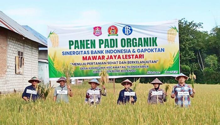 Sinergi Dorong Pertanian Sehat, BI-Gapoktan Mawar Jaya Lestari Gelar Panen Padi Organik di Bone Bolango