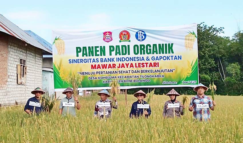 Sinergi Dorong Pertanian Sehat, BI-Gapoktan Mawar Jaya Lestari Gelar Panen Padi Organik di Bone Bolango
