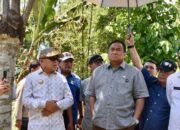 Kecamatan Pulubala bakal Dijadikan Lokasi Demplot Pisang