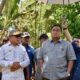 Kecamatan Pulubala bakal Dijadikan Lokasi Demplot Pisang