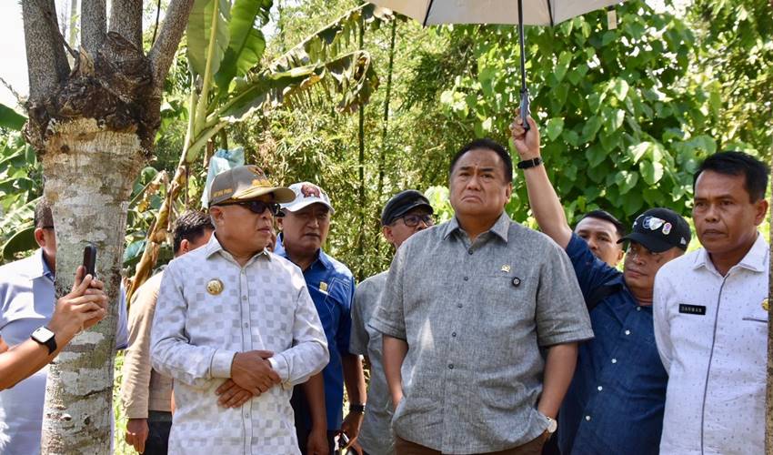 Kecamatan Pulubala bakal Dijadikan Lokasi Demplot Pisang