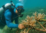 Kolaborasi Peneliti, Warga Pesisir, dan Pemerintah Pulihkan Terumbu Karang Botutonuo
