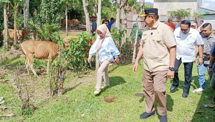 Serahkan 793 Ekor Sapi ke Warga Kabgor, Gubernur Gusnar Tunaikan Janjinya