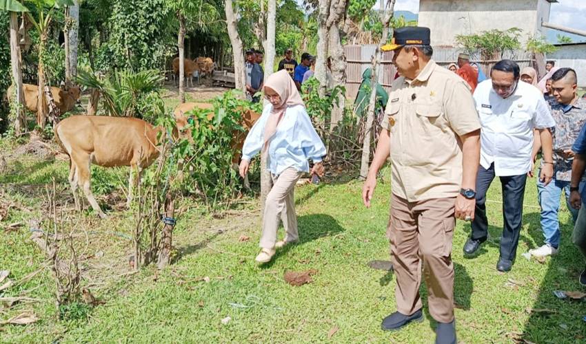 Gubernur Gorontalo, Gusnar Ismail ketika meninjau sapi yang diberikan kepada warga yang ada di tiga kecamatan di Kabupaten Gorontalo.