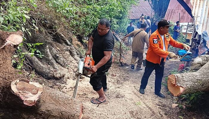 Pohon Tumbang dan Bencana Longsor Terjang Sejumlah Wilayah di Kota Gorontalo