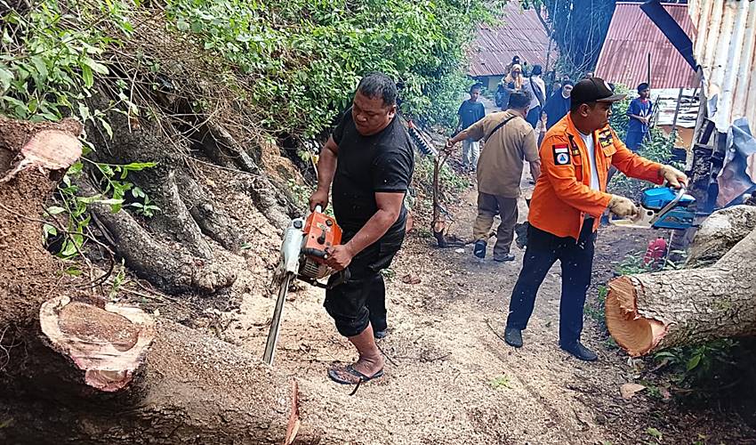 Pohon Tumbang dan Bencana Longsor Terjang Sejumlah Wilayah di Kota Gorontalo