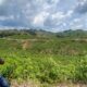 Industri Biomassa Gorontalo Bebas Deforestasi, Ribuan Rakyat Makin Sejahtera Berkat BJA Group