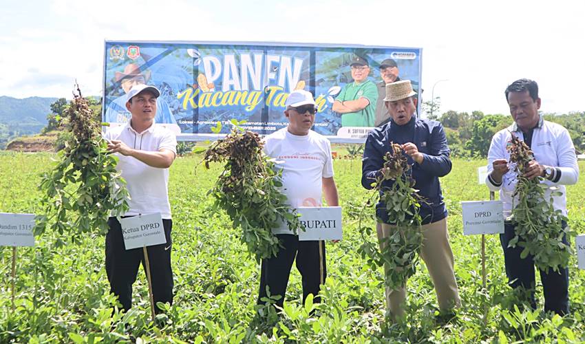 Pemkab Gorontalo Seriusi Pengembangan Komoditi Kacang