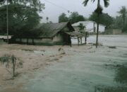 Deforestasi di Sumatra Memicu Kayu Hanyut Saat Banjir, LindungiHutan Serukan Reforestasi Hulu DAS
