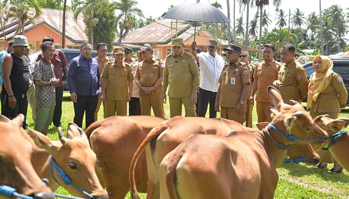 Gubernur Gusnar Tinjau Perkembangan Bantuan Ternak Sapi di Pohuwato