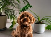 Lokasi Terbaik Menaruh Underpad Anjing di Rumah