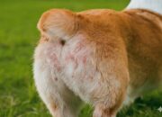 Solusi Mengatasi Ruam Popok Pada Anjing