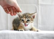 Panduan dan Rekomendasi Makanan Basah untuk Anak Kucing