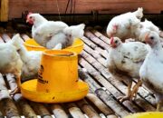 Dorong Kemandiran Ekonomi, Karang Taruna Desa Ini Bangun Usaha Peternakan Ayam Pedaging