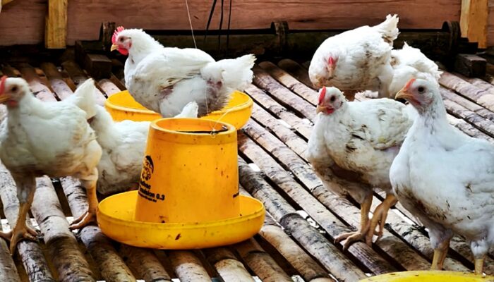 Dorong Kemandiran Ekonomi, Karang Taruna Desa Ini Bangun Usaha Peternakan Ayam Pedaging