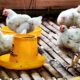 Dorong Kemandiran Ekonomi, Karang Taruna Desa Ini Bangun Usaha Peternakan Ayam Pedaging