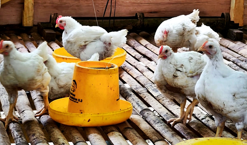 Dorong Kemandiran Ekonomi, Karang Taruna Desa Ini Bangun Usaha Peternakan Ayam Pedaging