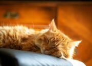 Durasi Ideal Kucing Dewasa Tidur