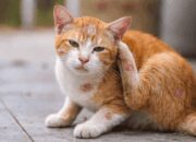 Penyebab dan Cara Atasi Jamur Pada Kucing