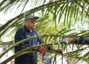 Holding Perkebunan Nusantara Siaga Hadapi Kemarau, PalmCo Perkuat Deteksi Dini Karhutla dan Strategi Agronomi