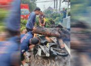 BPBD Kota Gorontalo Bergerak Cepat Tangani Pohon Tumbang Akibat Cuaca Ekstrem