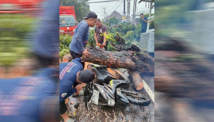 BPBD Kota Gorontalo Bergerak Cepat Tangani Pohon Tumbang Akibat Cuaca Ekstrem