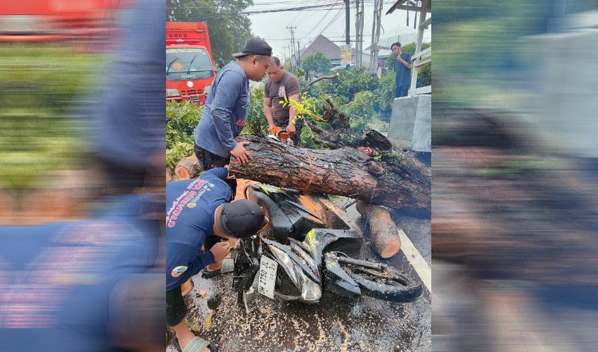 BPBD Kota Gorontalo Bergerak Cepat Tangani Pohon Tumbang Akibat Cuaca Ekstrem