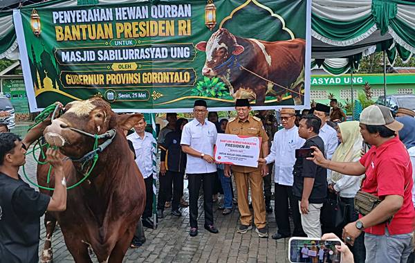 Gubernur Gusnar Serahkan Sapi Kurban Presiden Berbobot 1,13 Ton di Masjid Sabilurrasyad UNG