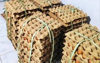 Harga Telur di Momalia Merangkak Naik, Warga dan Pedagang Mulai Rasakan Dampaknya