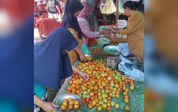 Harga Tomat Melambung di Pasar Meyambanga, Capai Rp. 24 Ribu per Kilogram