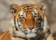 India Dorong Aliansi Global Lindungi Kucing Besar Dunia lewat IBCA Summit 2026