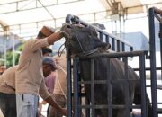 Pertamina Patra Niaga Sulawesi Salurkan Ribuan Paket Daging Kurban untuk Masyarakat