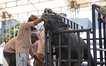 Pertamina Patra Niaga Sulawesi Salurkan Ribuan Paket Daging Kurban untuk Masyarakat