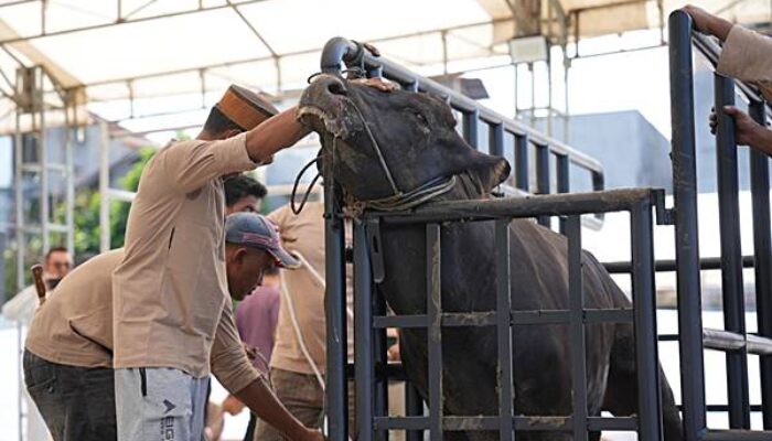 Pertamina Patra Niaga Sulawesi Salurkan Ribuan Paket Daging Kurban untuk Masyarakat