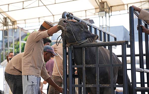 Pertamina Patra Niaga Sulawesi Salurkan Ribuan Paket Daging Kurban untuk Masyarakat