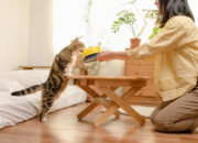 Tren Cat Food Minim Pengawet Semakin Diminati di Indonesia